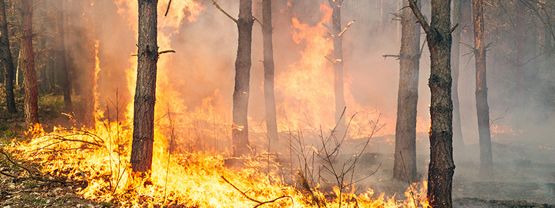 Wildfire